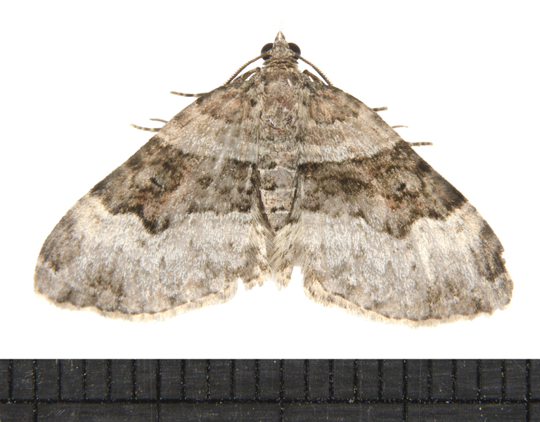 Xanthorhoe6109