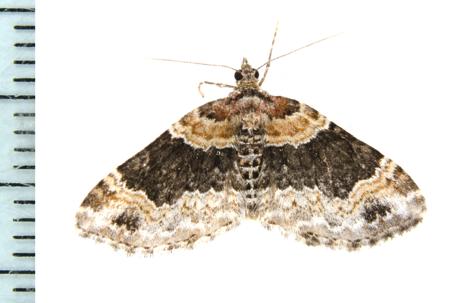 Xanthorhoe7895