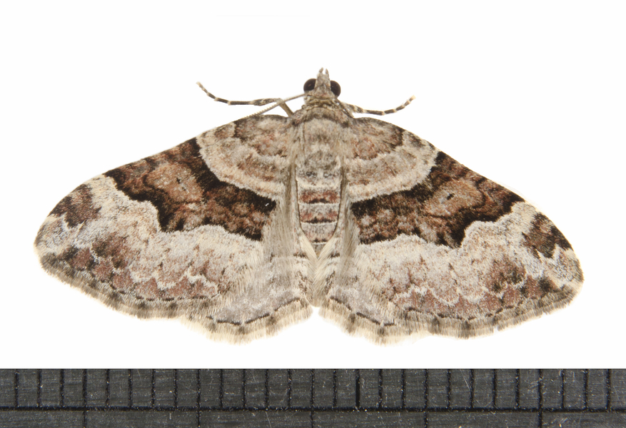 Xanthorhoe9950