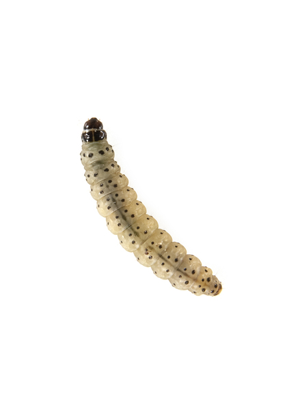 spanworm8615