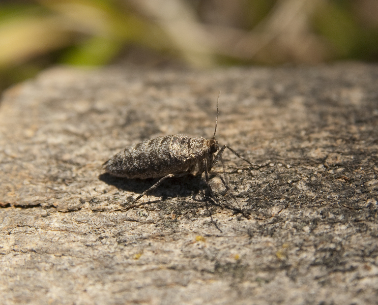 spanworm_female5080