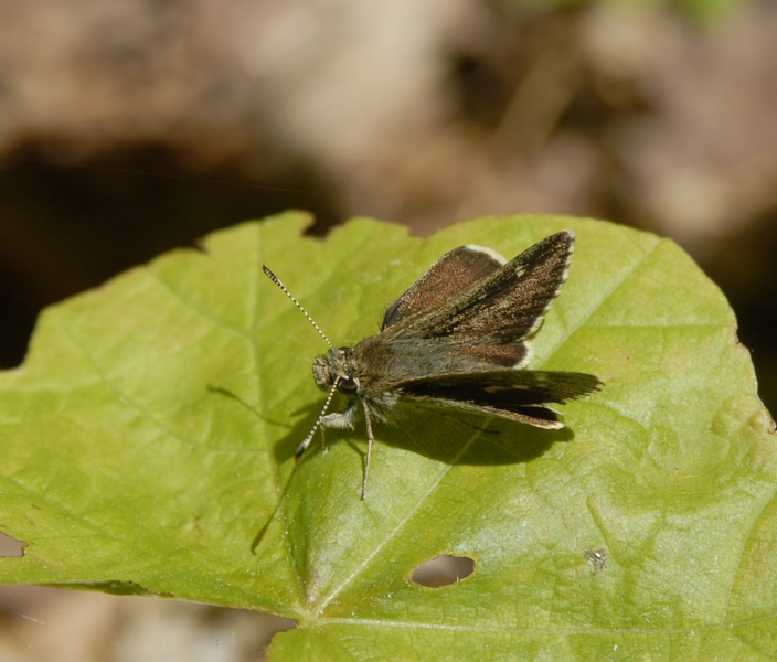 Amblyscirtes0051
