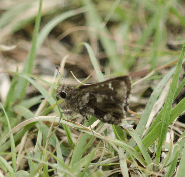 Amblyscirtes2284