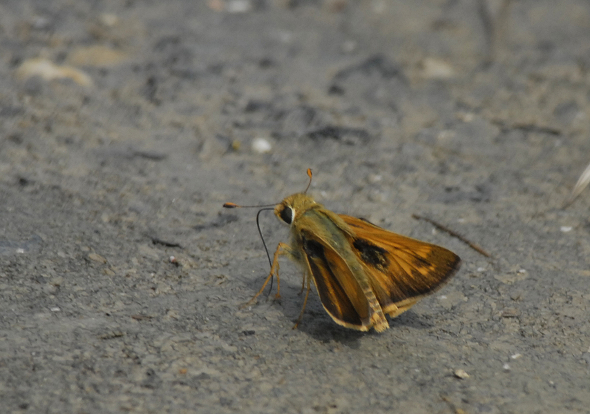 Atalopedes5175