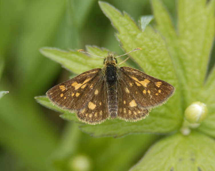 Carterocephalus0004