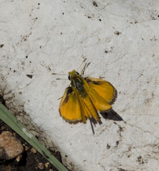 Copaeodes7127