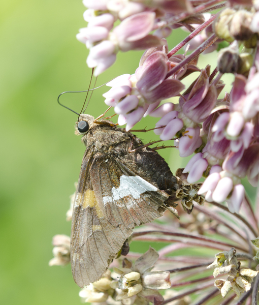Epargyreus3075