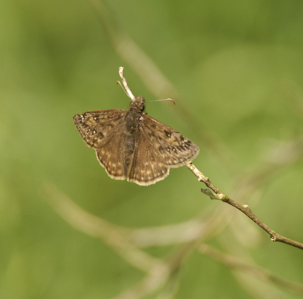 Erynnis0009