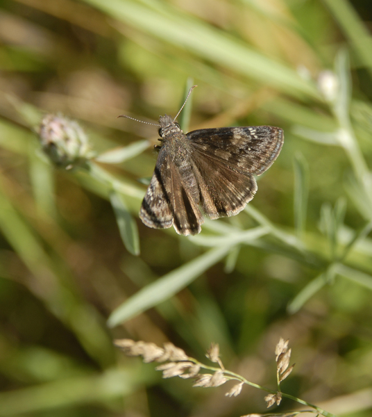 Erynnis0448