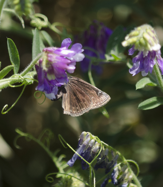 Erynnis2545