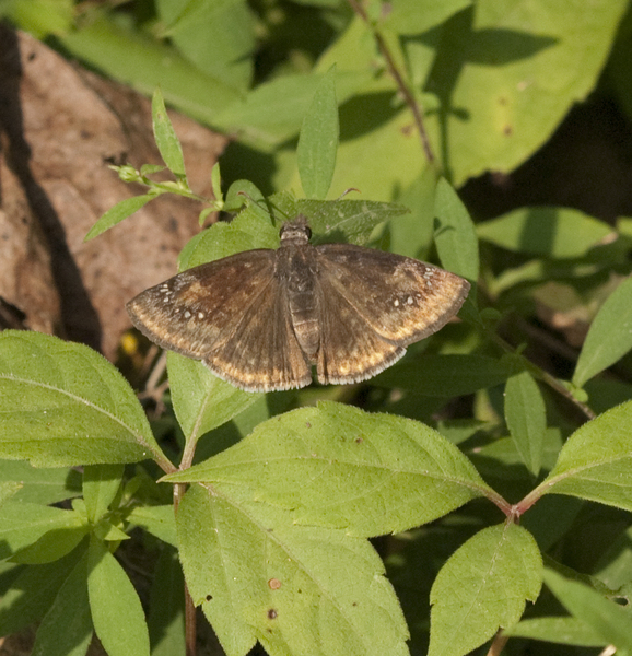 Erynnis3637