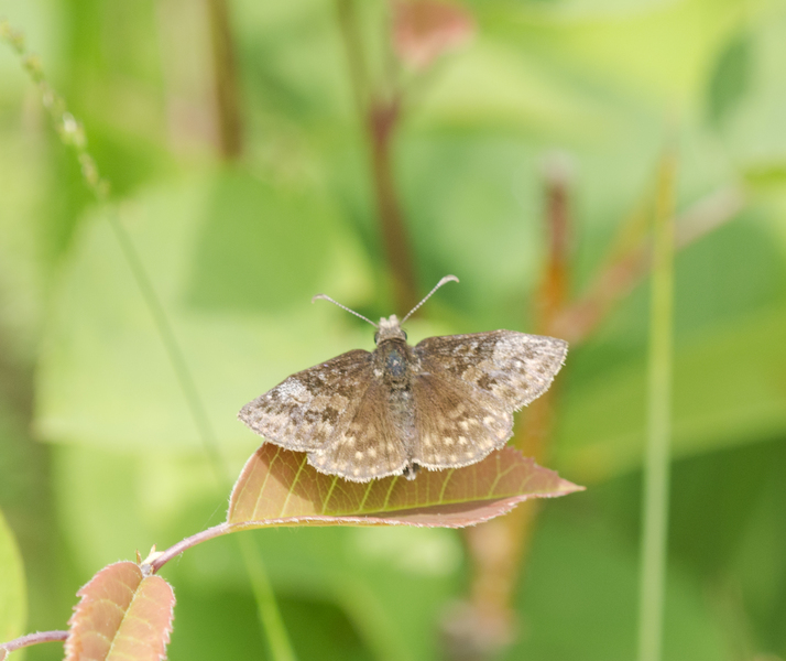 Erynnis4599