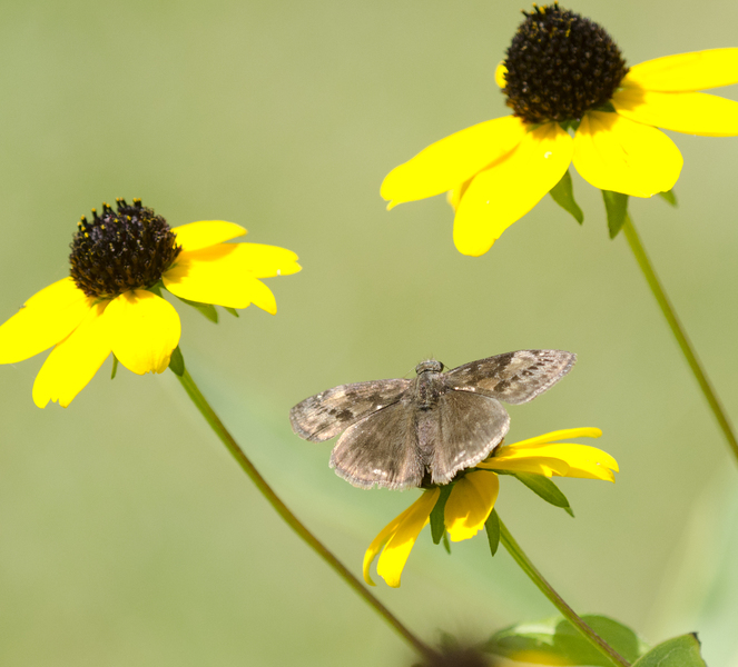 Erynnis7140