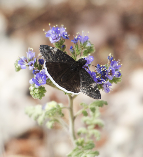 Erynnis8910