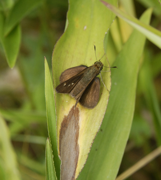 Euphyes_vestris0464