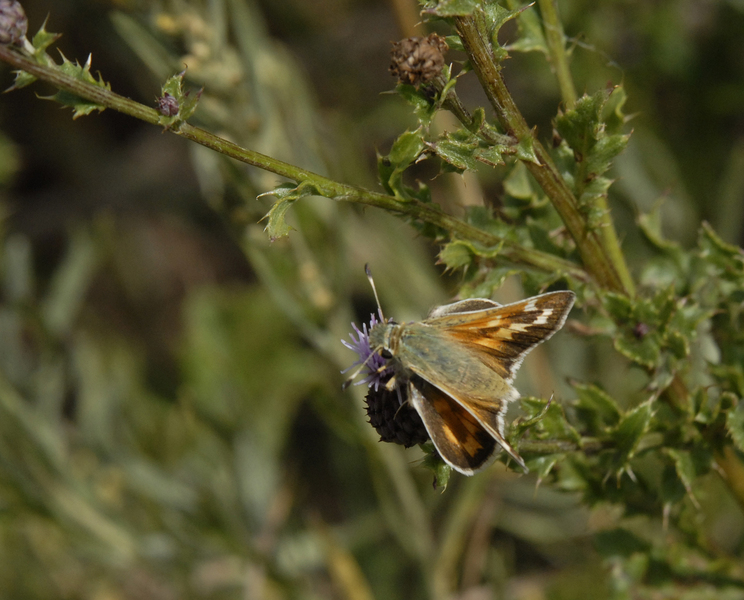 Hesperia0054