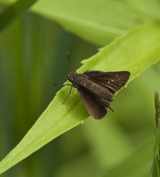 skipper2206