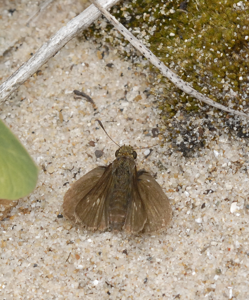 skipper4733
