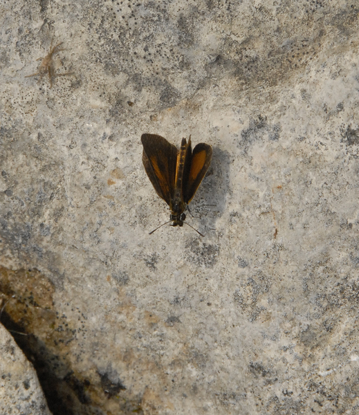 skipper4752