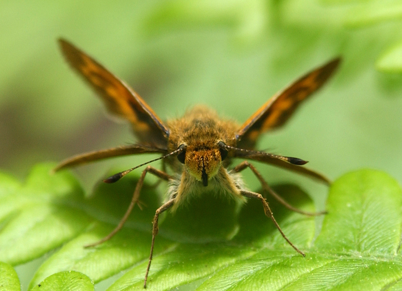 skipper5152