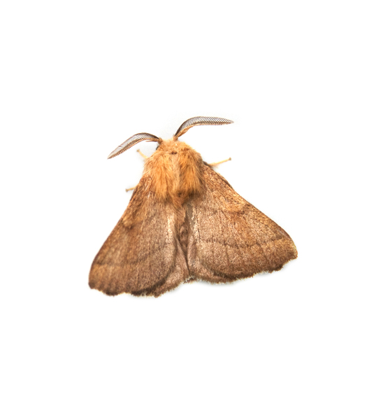 Malacosoma1740