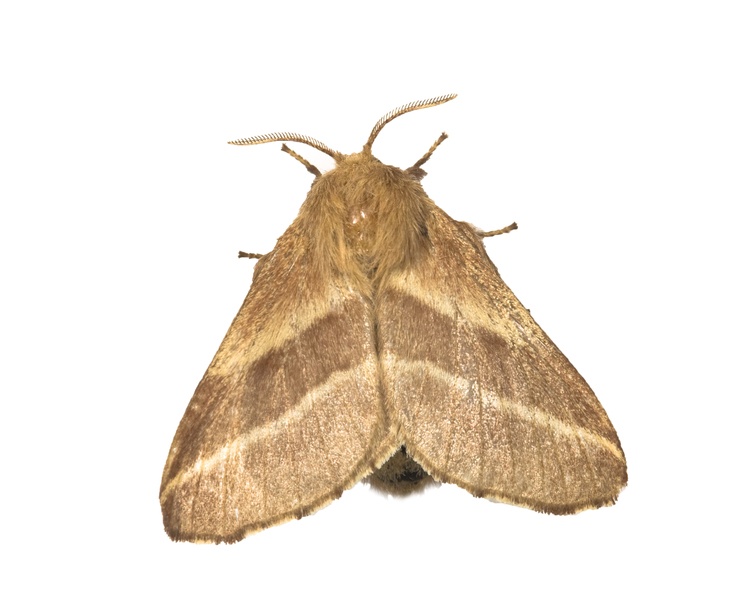 Malacosoma8568