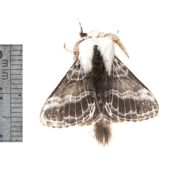 Tolype3559