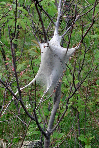 tent_caterpillar_nest_tight