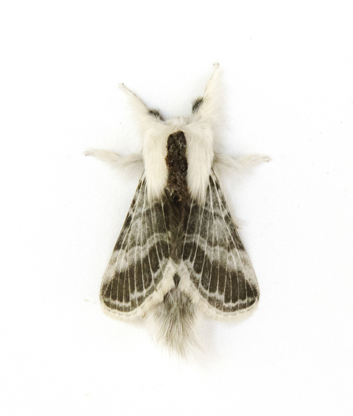 tolype4801