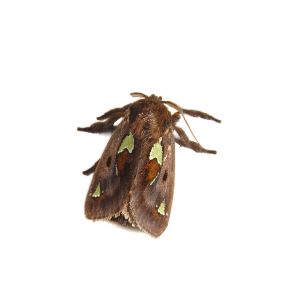Euclea_delphinii0055