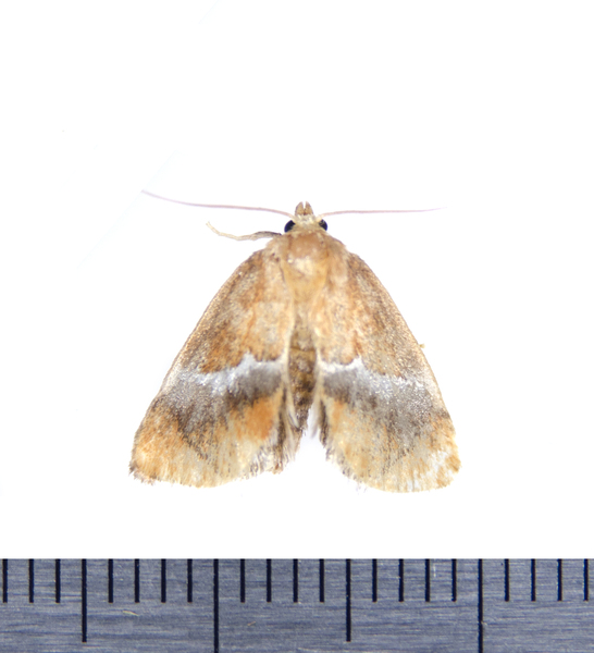 Lithacodes9068