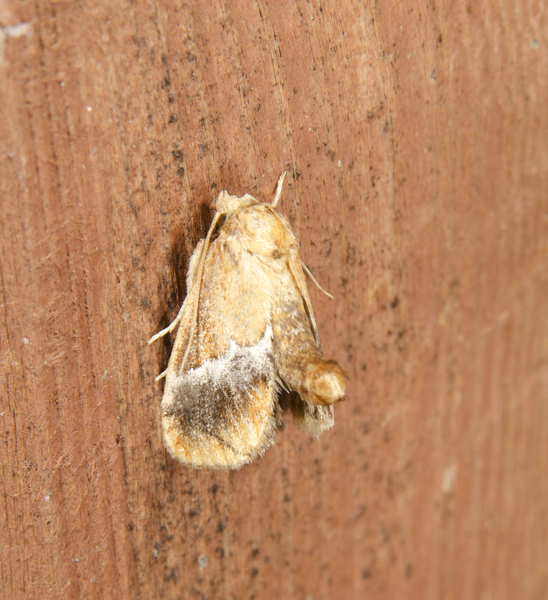 Lithacodes9272