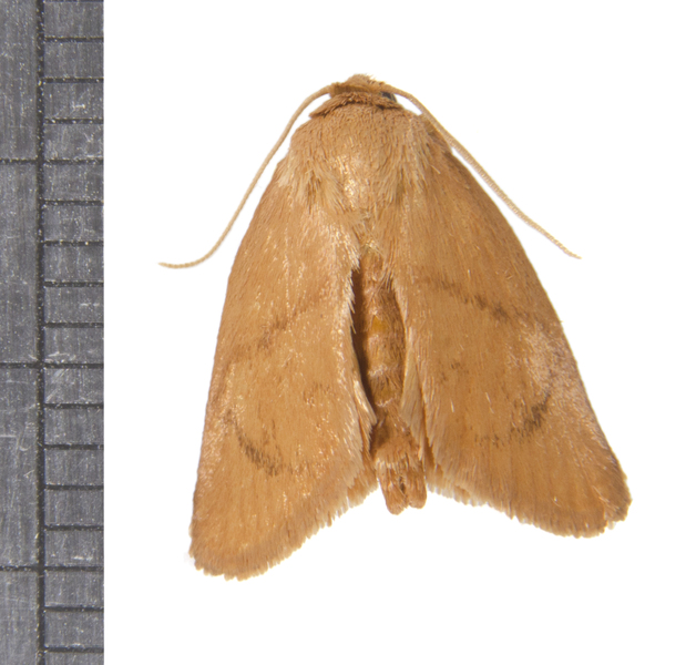 Tortricidia5168