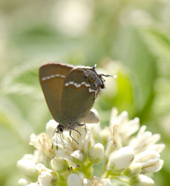 Callophrys2679