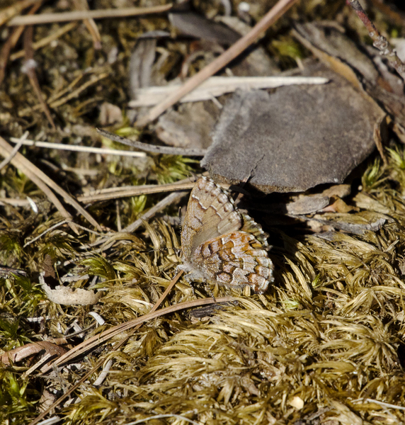 Callophrys3023
