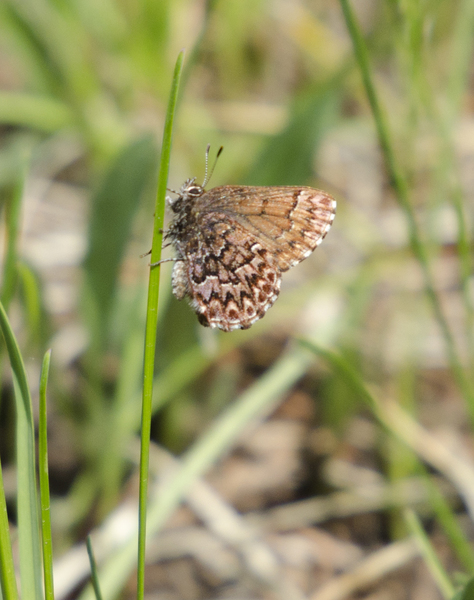 Callophrys7793