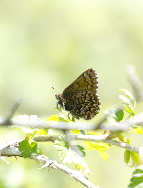Callophrys7797