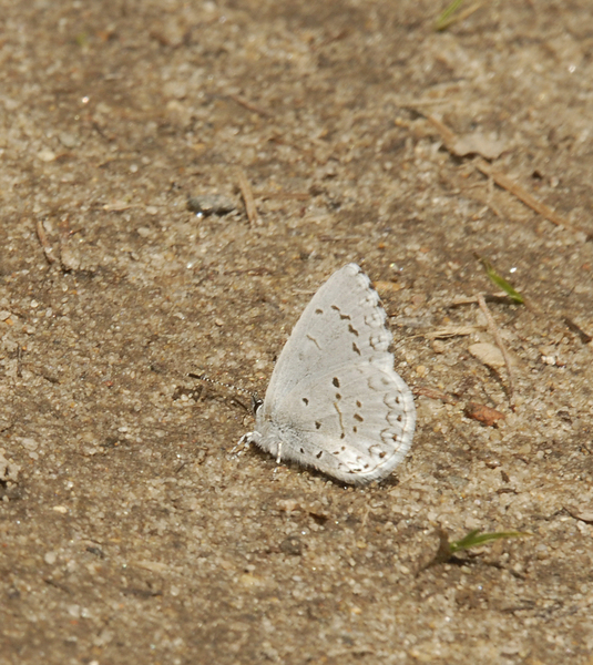 Celastrina0038