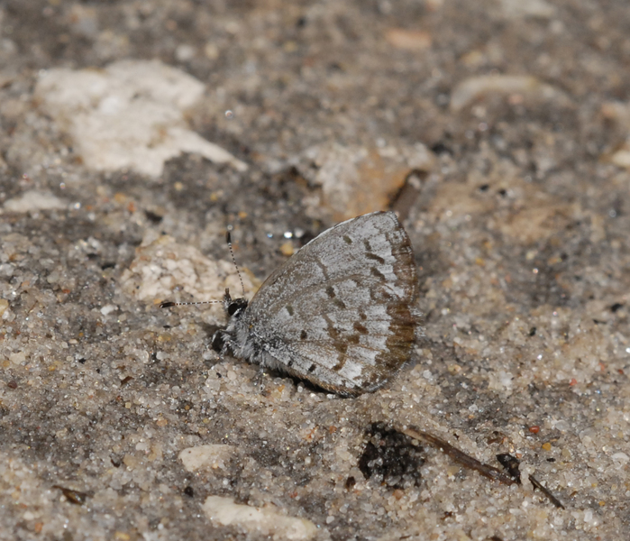 Celastrina2916