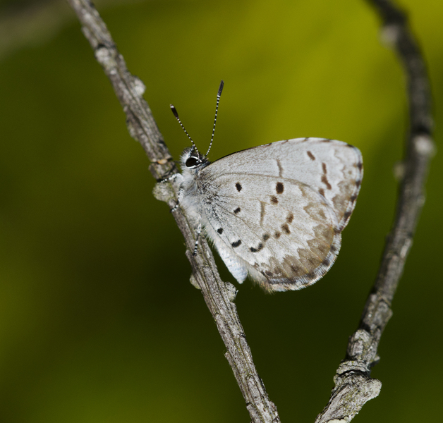 Celastrina3214