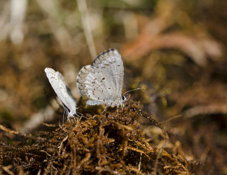 Celastrina3215