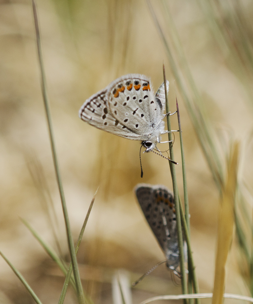 Euphilotes2677