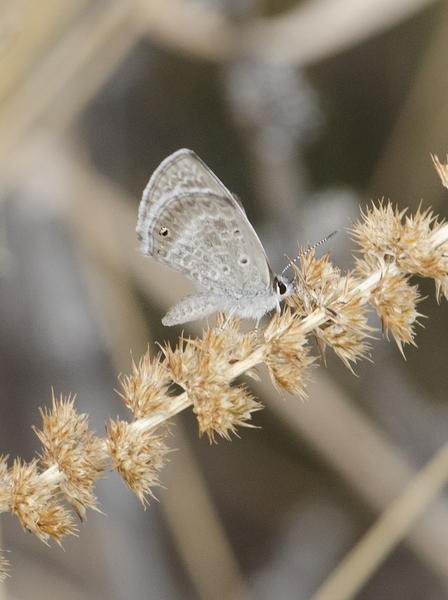 Hemiargus9247