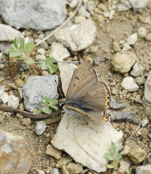 Lycaena2308