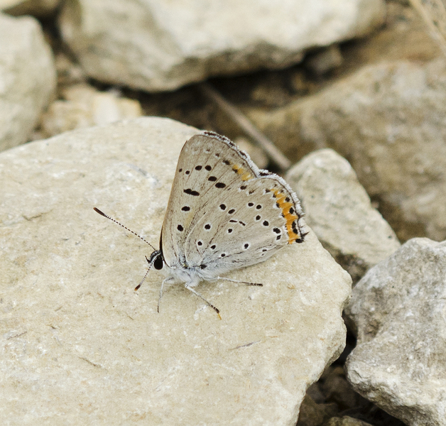 Lycaena2338