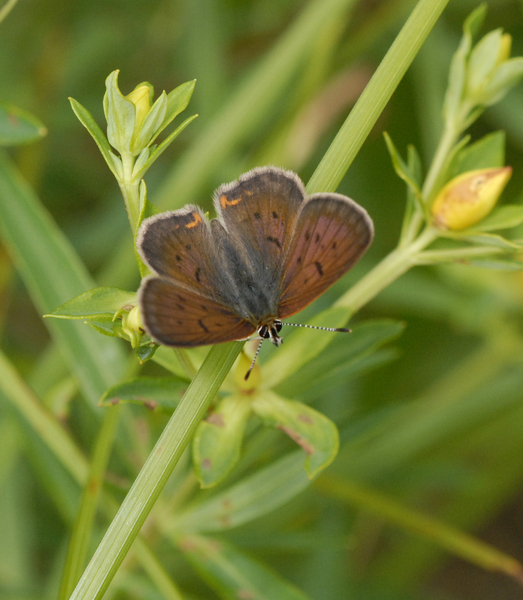 Lycaena4704