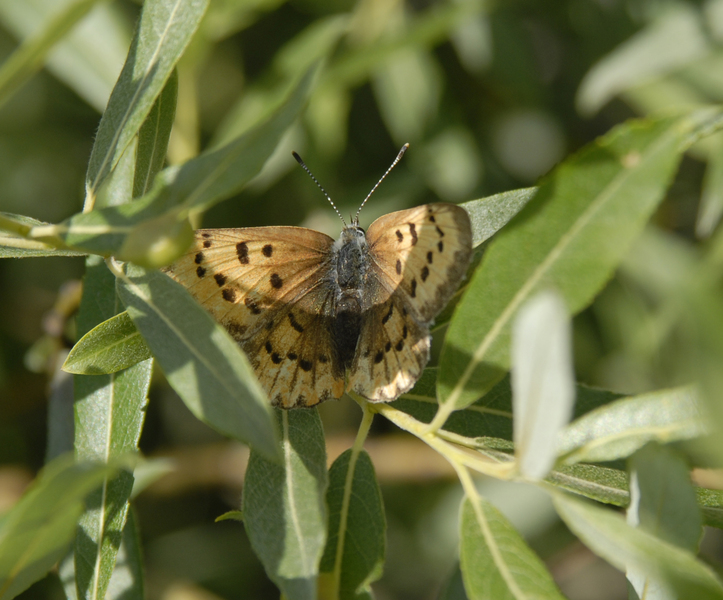 Lycaena_helloides0011