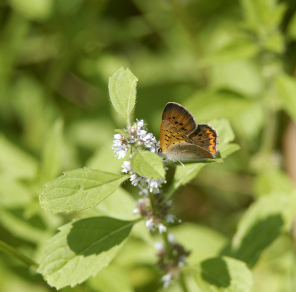 Lycaena_hyllus0065