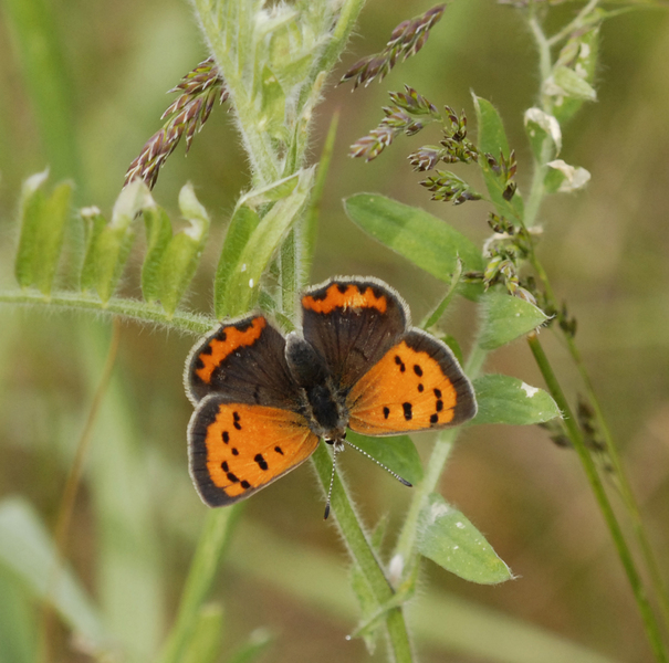 Lycaena_phlaeas3051