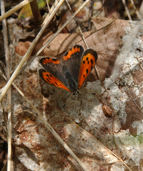 Lycaena_phlaeas5063